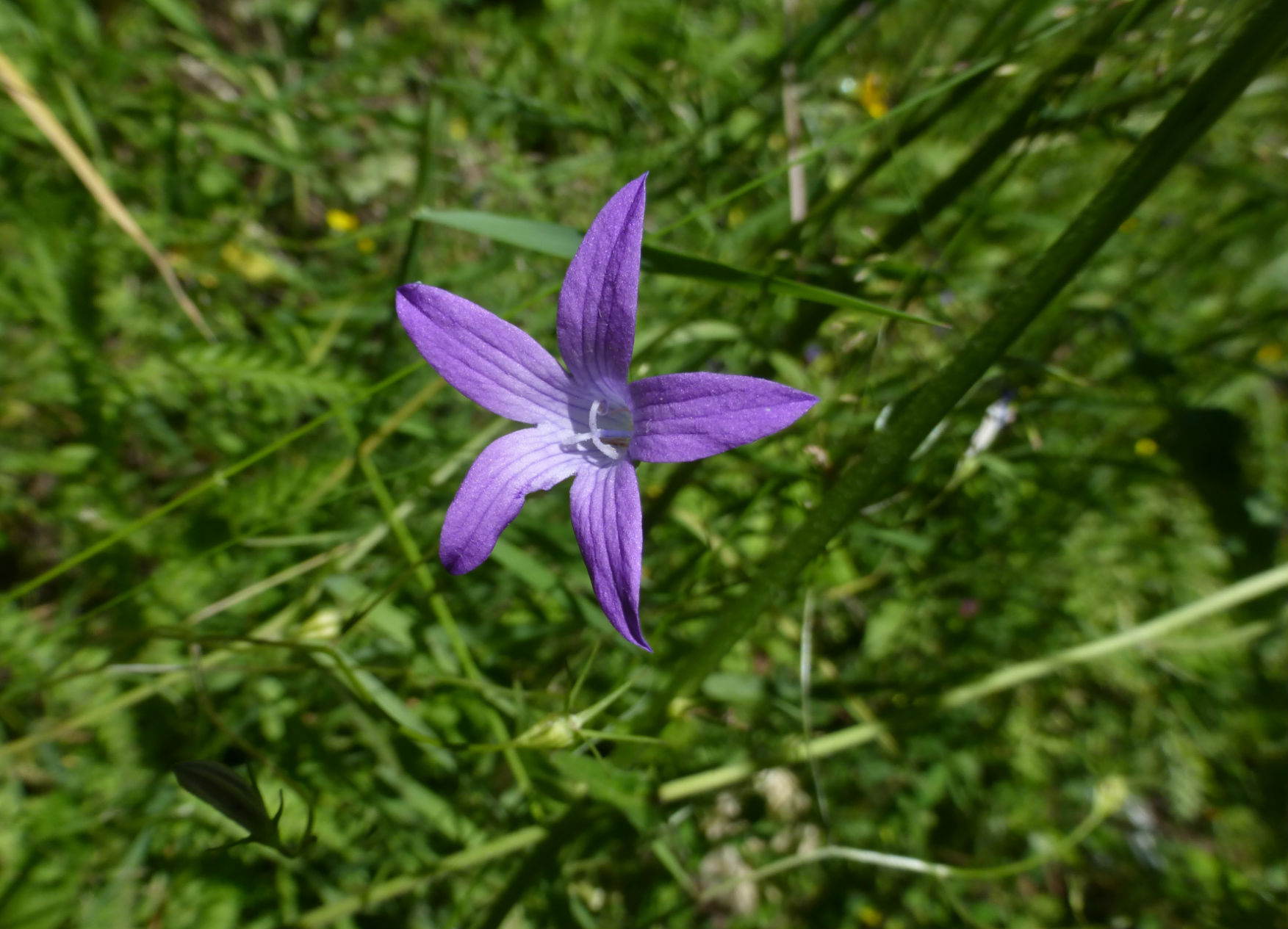 Campanula patula cfr. (Romania)